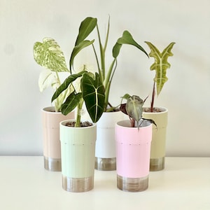 Op de afbeelding: Een verzameling potplanten in cilindrische plantenbakken in pastelkleuren met metallic zilveren bases. De planten hebben diverse bladvormen en groentinten, wat een levendige weergave creëert. De plantenbakken zijn gerangschikt op een wit oppervlak tegen een effen witte achtergrond.