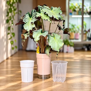 Maceta con sistema de autorriego y depósito transparente, de 6 a 20 cm, para aráceas, disponible en 8 colores.