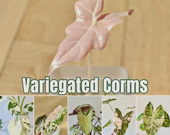 Cormi e rizomi di Alocasia variegata rara – Spedizione in UE in 3 giorni