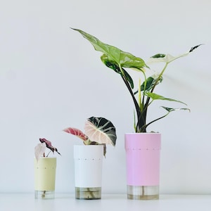 Peut inclure: Trois plantes en pot avec un feuillage coloré. Les plantes sont dans des pots cylindriques jaunes, blancs et roses. Les pots ont une section inférieure transparente. Les plantes ont de grandes feuilles vertes avec des panachures blanches et des feuilles roses et vert foncé.