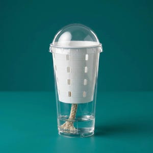 Self-Watering Humidity Cup for Alocasia Corms - The Original, Optimised