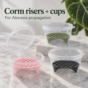 Set di supporti per cormi di Alocasia con coppette trasparenti - Dischi di propagazione anti-marciume per il metodo a pozzanghera