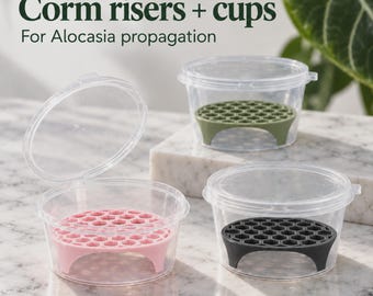 Set di supporti per cormi di Alocasia con coppette trasparenti - Dischi di propagazione anti-marciume per il metodo a pozzanghera
