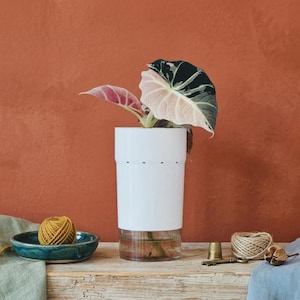 Zelfwatergevende pot (8 cm) - doorzichtige plantenbak met uitzicht op de wortel voor zeldzame aroids en pon