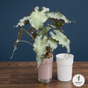 Vaso autoirrigante 6-20 cm – Fioriera minimalista trasparente, per Araceae, Monstera, decorazione scandinava