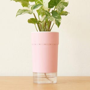 Selbstbewässerungstopf (10 cm) - Sicherer Behälter für Wachstumsmessung - Seltene Aroiden und Pon