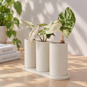 Könnte beinhalten: Ein Set aus drei matten, cremeweißen zylindrischen Keramikvasen auf einem ovalen Tablett. Jede Vase enthält eine kleine Pflanze mit panaschierten grünen und weißen Blättern. Die Vasen sind glatt und einheitlich gefärbt für eine schlichte Optik.