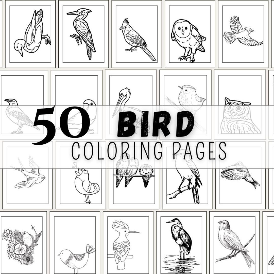 Bird Coloring Pages Pdf