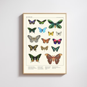 Animal Crossing Butterfly Poster, ACNH Museum Bug, Vintage Butterfly Wall Art, Entomology Print, ACNH Digital, Gamer Gift, Cottagecore Decor