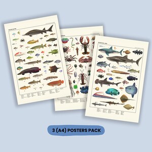 Puede incluir: Tres carteles A4 con ilustraciones de vida marina, incluyendo peces, crustáceos y otras criaturas marinas. Los carteles tienen una estética vintage con dibujos detallados y etiquetas científicas. El texto "3 (A4) POSTERS PACK" es visible.