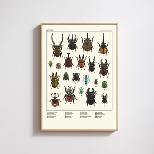 Animal Crossing Beetle Poster, ACNH Museum Bug Guide, Vintage Insect Wall Art, Entomology Print, Digital Download, Gamer Gift, Nature Decor