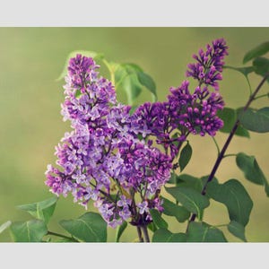 Bloomerang Dark Purple Reblooming Lilac (Syringa x) 10 Young Cuttings 2027 SPRING ORDERS ONLY, Shipped Late May-June weather Permitting