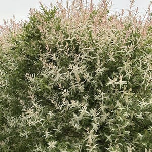 May include: A dense shrub featuring variegated foliage with a mix of green, white, and soft pink leaves. The plant has a rounded, bushy growth habit with numerous slender branches covered in small, pointed leaves that display a mottled pattern.