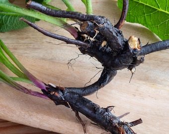 Comfrey Root Cuttings Bocking 14 – Sterile, Nutrient-Rich Medicinal Herb – Fall Delivery