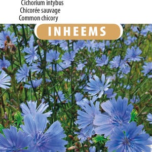 Wilde Zichorie | Einheimische blaue Blume | Auffällige Farbe im Garten oder auf dem Feld | Zichorienblütensamen