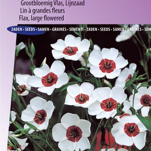 Linum Bright Eyes 種子、大輪亜麻 - Linum Bright Eyes 種子、大輪亜麻 - Graines de Lin à Grandes Fleurs Bright Eyes