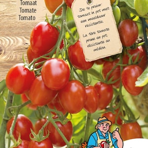 Tomaat Romello F1 | Compacte snoeptomaat voor potten en balkons | Rijkdragend & meeldauwresistent | Ideaal voor terras of stadstuin