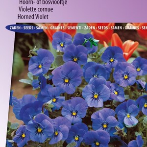 Semillas de Violín Admiración - Violetas cornudas bienales con flores azules para bordes, macetas y parterres - Resistentes y fáciles de cultivar
