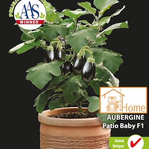Melanzana Patio Baby F1 | Melanzana in miniatura | Pianta compatta ideale per vasi e terrazze | Ricco raccolto di piccoli frutti