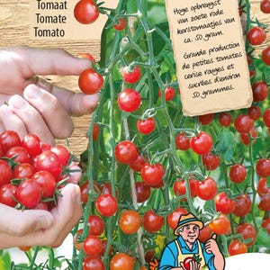 Semi di fagiolo rampicante Kylian - Fagiolo francese o fagiolo principessa, fagiolino francese senza fili dal sapore raffinato, ad alta resa e facile da coltivare