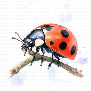 20 Clipart di coccinelle, JPG di alta qualità, download digitale, arte per bambini, Clipart di insetti, creazione di biglietti, artigianato di carta digitale, tecniche miste