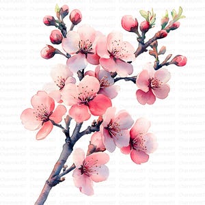 20 watercolor cherry blossom clipart, Sakura Blossom Branch, Printable Watercolor, High-Quality JPG, Junk Journal, cherry blossom watercolor