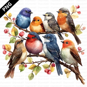 18 clipart di uccelli della foresta, 18 PNG, download digitale, lavoretti di carta digitale, clipart di cornice di uccelli, clipart di creazione di biglietti