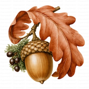 May include: A detailed illustration of a single brown acorn with a textured cap, attached to a stem with a large, wavy-edged, rust-coloured oak leaf and a small cluster of dark brown berries nestled against a patch of green mossy foliage.