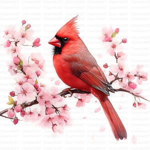 26 Clipart de Cardeal Vermelho, JPGs de Alta Qualidade, Download Digital | Arte de Berçário, Clipart de Pássaro Bonito, Criação de Cartões, clipart de aquarela de voo de pássaros