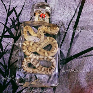 Corn Snake Specimens, Real Corn Snakes, Gothic Decor, Exotic Decorative Gifts, Novel Gifts, Natural Science Education