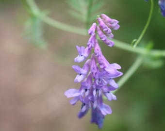Purple Flower, Digital Download Photo