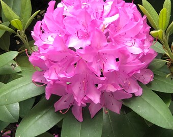 Pink Purple Flower, Digital Download Photo