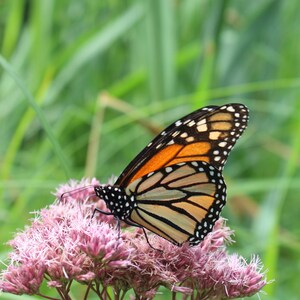 Monarch Butterfly on Flower, Digital Download Photos