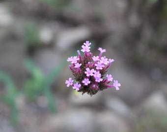Purple Flowers, Digital Download Photo