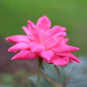 Pink Flower, Digital Download Photo