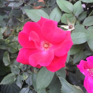 Pink Flower, Digital Download Photo