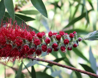 Red Flower, Digital Download Photo