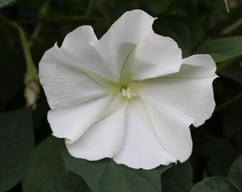 White Flower, Digital Download Photo