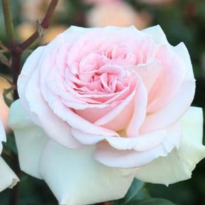 STUNNING Francis Meilland Rose Bush – Potted Live Blush Hybrid Tea Rose, Fragrant Heirloom Garden Plant, Romantic Gift or Cut Flower Rose