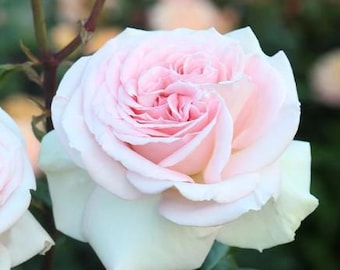 STUNNING Francis Meilland Rose Bush – Potted Live Blush Hybrid Tea Rose, Fragrant Heirloom Garden Plant, Romantic Gift or Cut Flower Rose