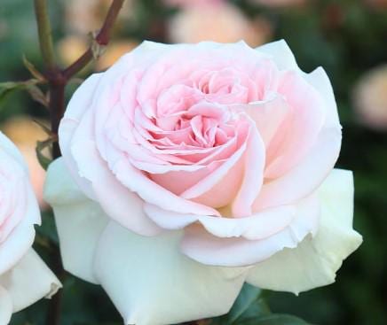 Superbe rosier Francis Meilland - rosier hybride thé rose vif en pot, plante de jardin patrimoniale parfumée, cadeau romantique ou rosier fleur coupée