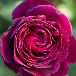 Celestial Night Rose | Live Purple Rose Bush | Deep Plum Blooms | Fragrant & Romantic | Garden Showstopper