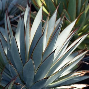 Agave &#39;Blue Glow&#39; – Rare Succulent | Drought-Tolerant | Striking Blue-Red Margins | Easy-Care Indoor or Outdoor Plant