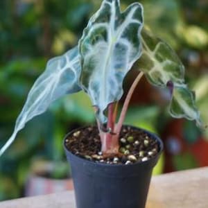 アロカシア ヴェノム 小苗① 葉2枚 約10cm _ 『 アロカシア・ヴェノム 』 Alocasia 'Venom' 追加養生済み