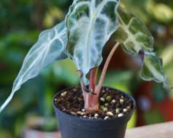 Alocasia Venom Starter Plant. Alocasia PLANT, Tropical Plant