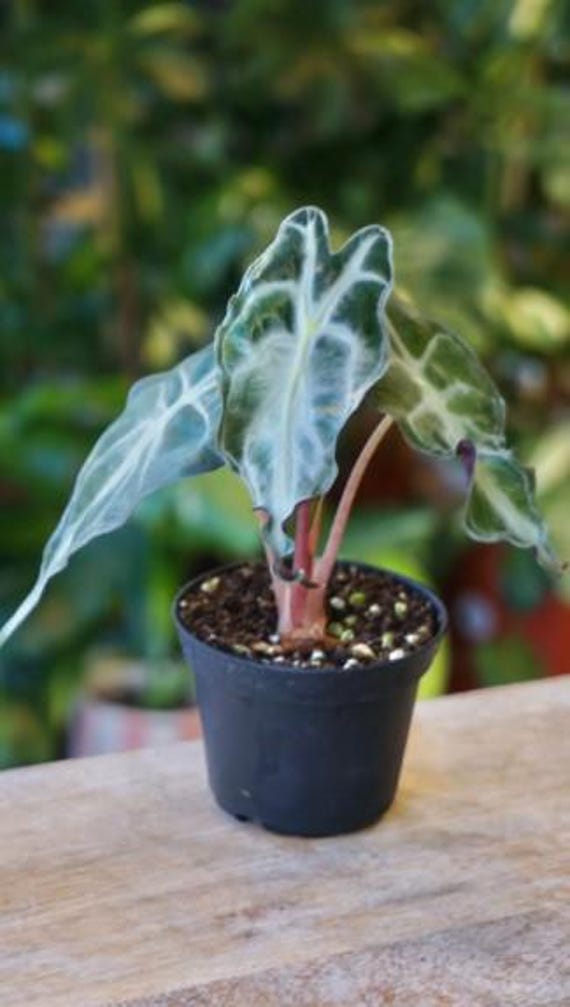 Alocasia 'venom' – Rare Exotic Aroid | Choose: Corm, Pup, or