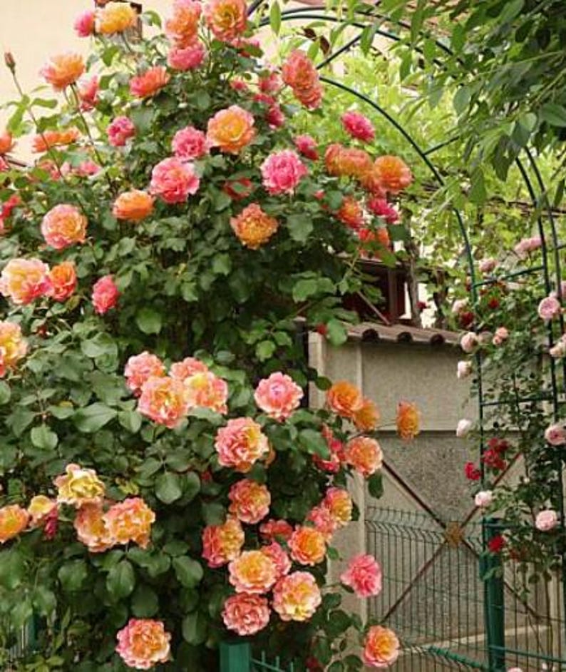 JustLivingSouthern Joseph’s Coat Climbing Rose - Thumbnail 4