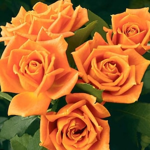 Pumpkin Patch Rose – Rare Orange Floribunda | Live Rose Plant | Fall Color Rose Bush | Zones 6-9