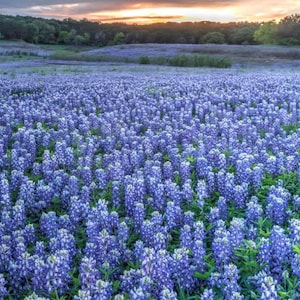 Bluebonnet Seeds | Texas State Flower | Hardy Wildflower | Easy to Grow | Drought-Tolerant & Pollinator Friendly