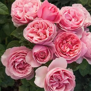 All Dressed Up Rose | AMAZINGLY BEAUTIFUL Live Pink Rose Bush | Romantic Blooms | Repeat Flowering | Fragrant Garden Rose